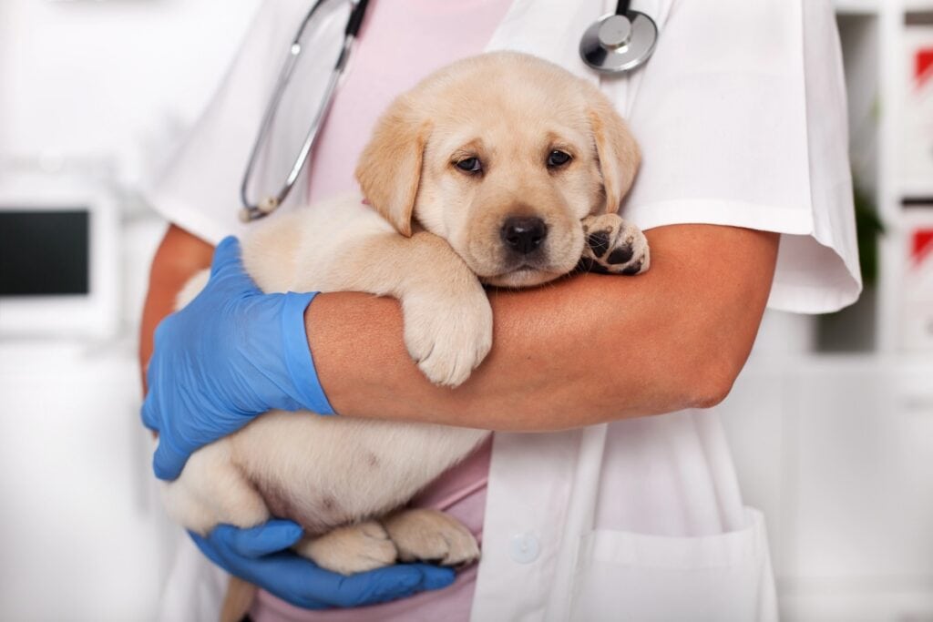 Cute labrador puppy dog sitting confortably in the arms of veterinary healthcare professional - close up