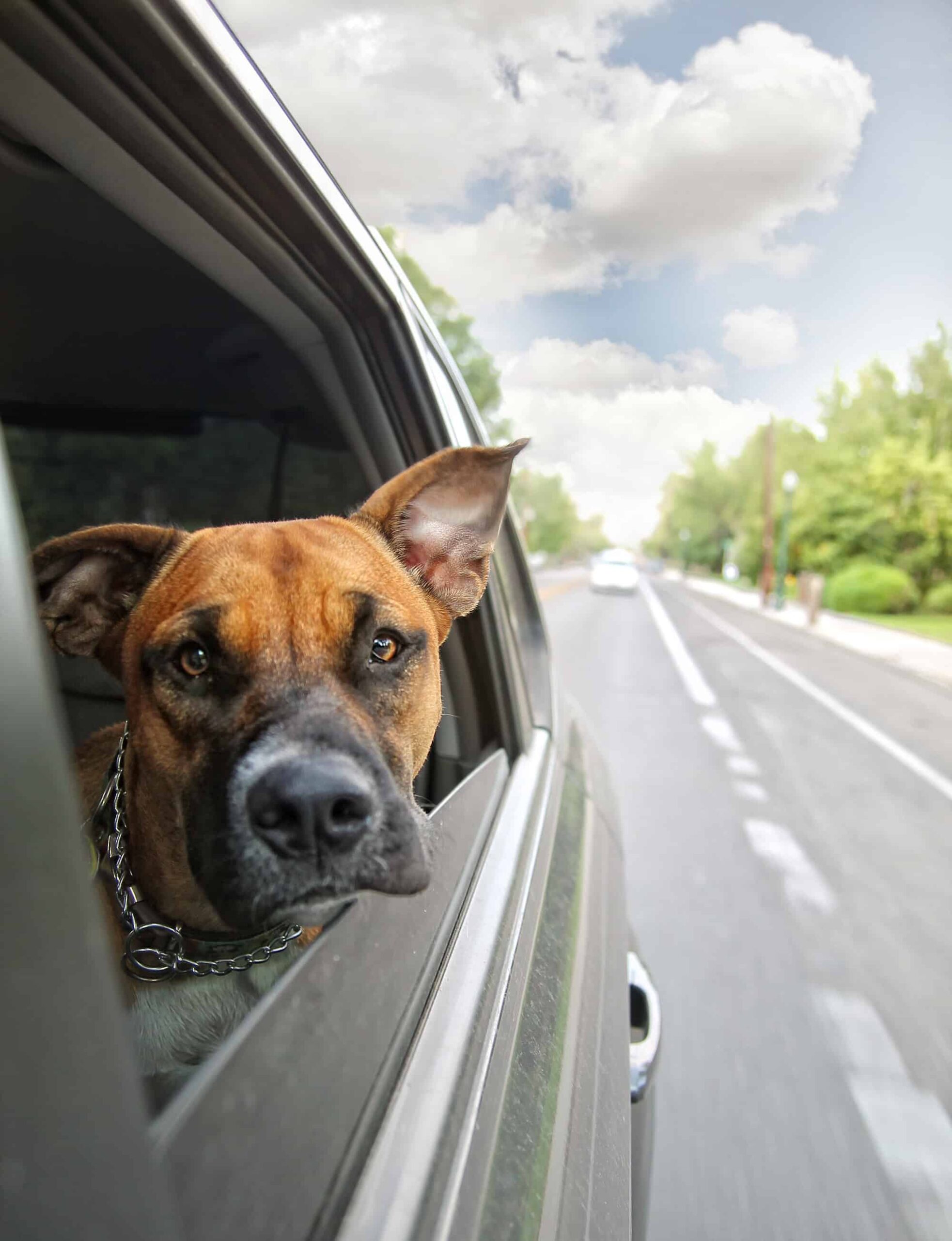 Journey with Your Canine